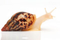 Lissachatina albopicta x fulica juvenil